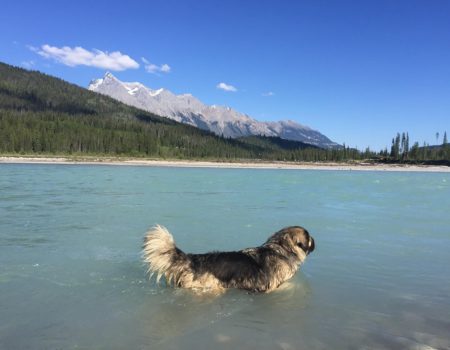 dog swimming spot kicking horse river golden bc